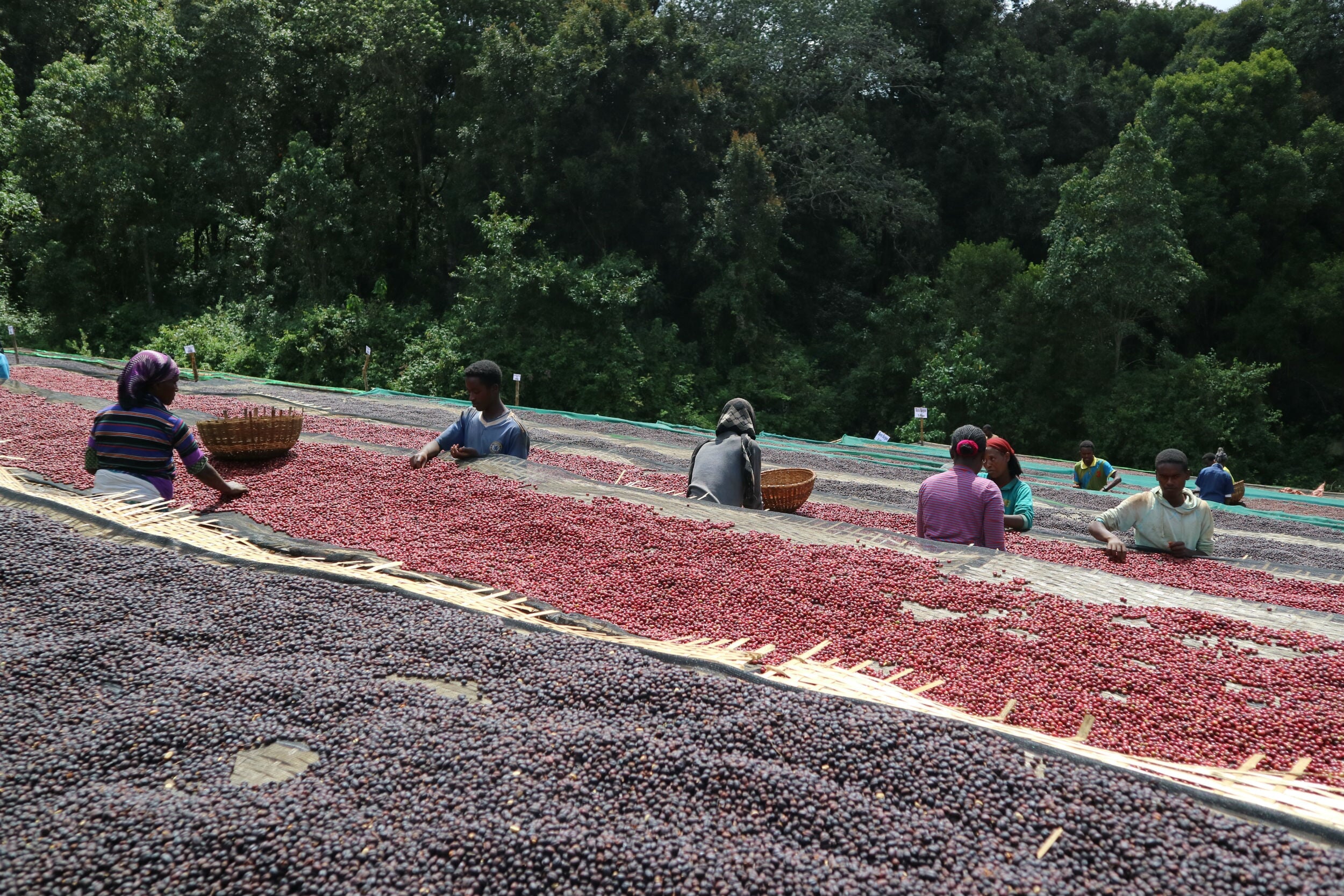 Coffee Editor | "The natural" | Coffee drying in raised beds